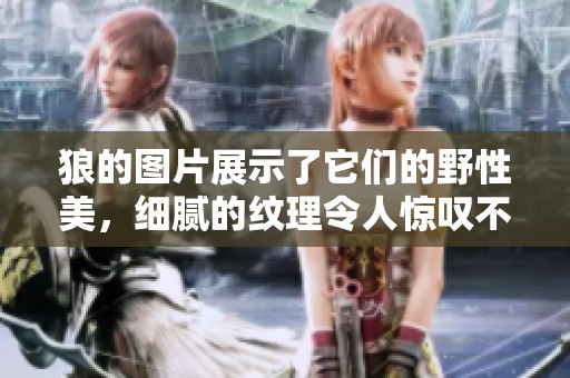 狼的图片展示了它们的野性美，细腻的纹理令人惊叹不已。